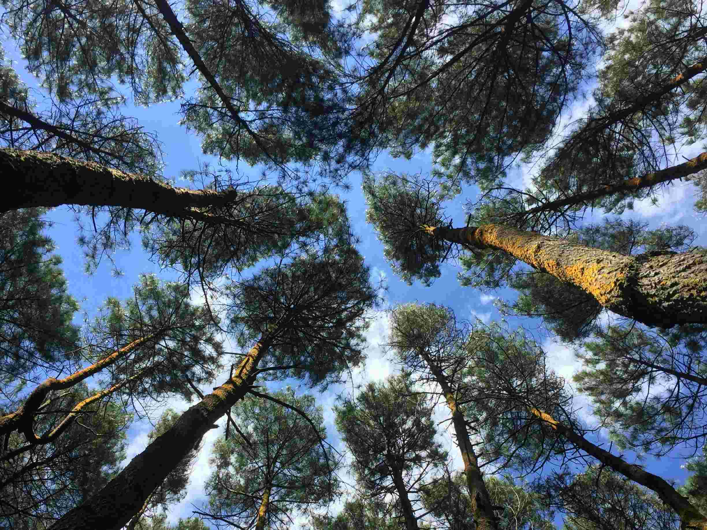 Cara Memanfaatkan Kayu Pinus atau Jati Belanda untuk Beragam Kebutuhan